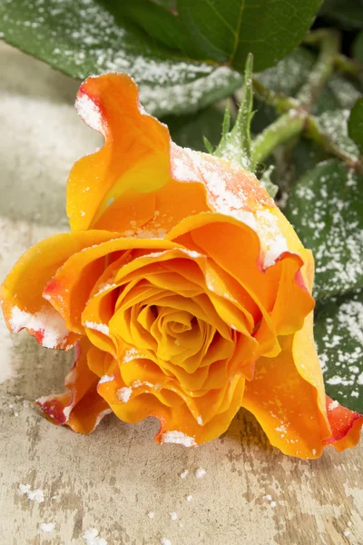 Snow on rose... — Stock Photo, Image