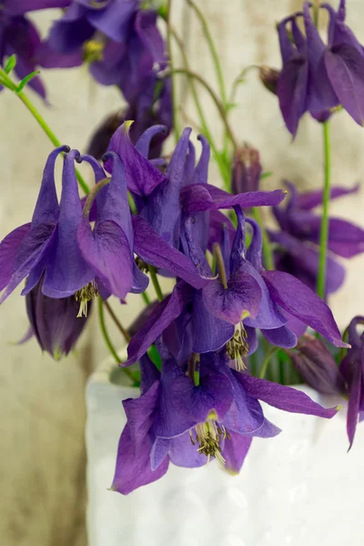 Columbine flowers — Stock Photo, Image