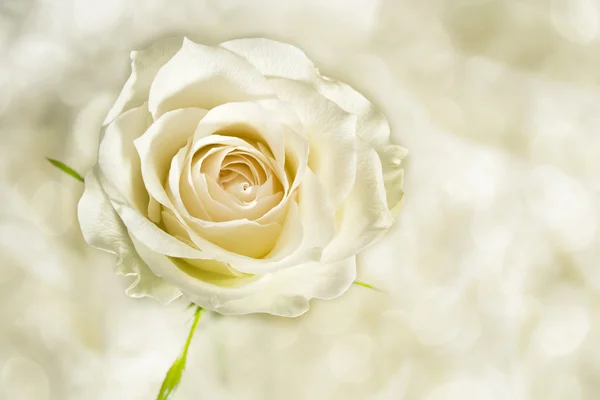 Rose cream colored — Stock Photo, Image