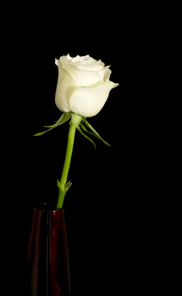 Rose — Stock Photo, Image