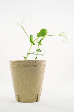 bezelye kaynaklanıyor