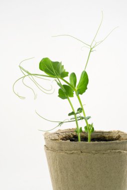 bezelye kaynaklanıyor