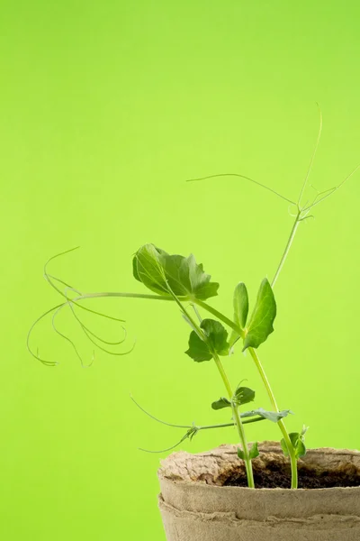 Erbsenstiele — Stockfoto