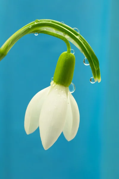 Snowdrop bloem — Stockfoto