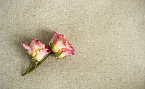Gedroogde rozen op een beschilderd doek — Stockfoto