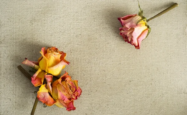 Getrocknete Rosen auf einer bemalten Leinwand Stockbild