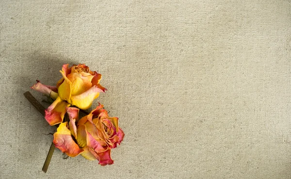 Getrocknete Rosen auf einer bemalten Leinwand lizenzfreie Stockbilder