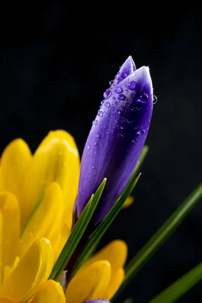 Crocuses — Stock Photo, Image