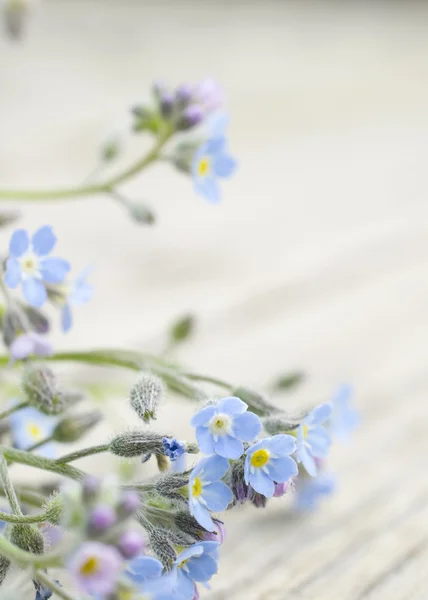 Forget-me-not flowers — Stock Photo, Image