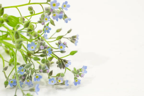 Forget-me-not flower — Stock Photo, Image