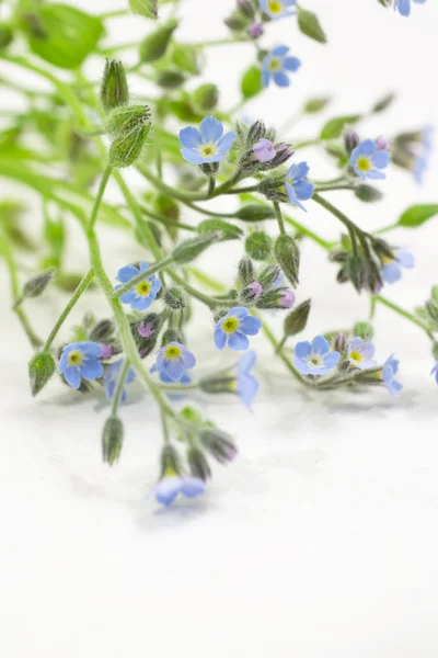 Forget-me-not flowers Stock Photo