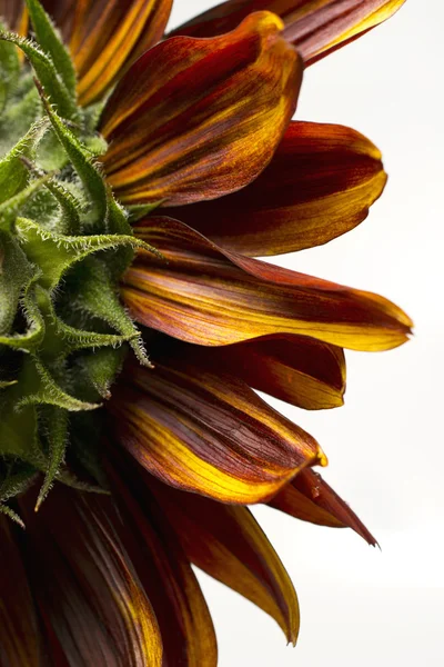 Côté d'un tournesol rouge et jaune — Photo