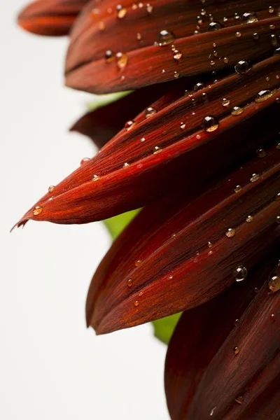 Waterdruppels op een rode zonnebloem — Stockfoto