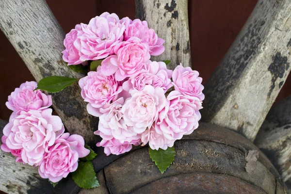 Roses and wagon wheel — Stock Photo, Image