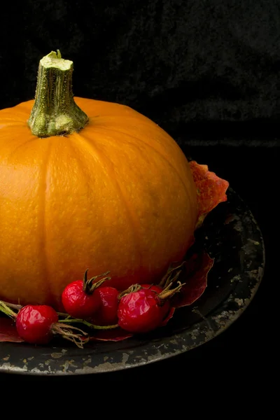 Pumpkin still life — Stock Photo, Image