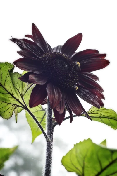 Rode zonnebloem op een wazige ochtend — Stockfoto