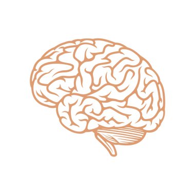Beyin ikonu. İnsan anatomisi. vektör illüstrasyonu