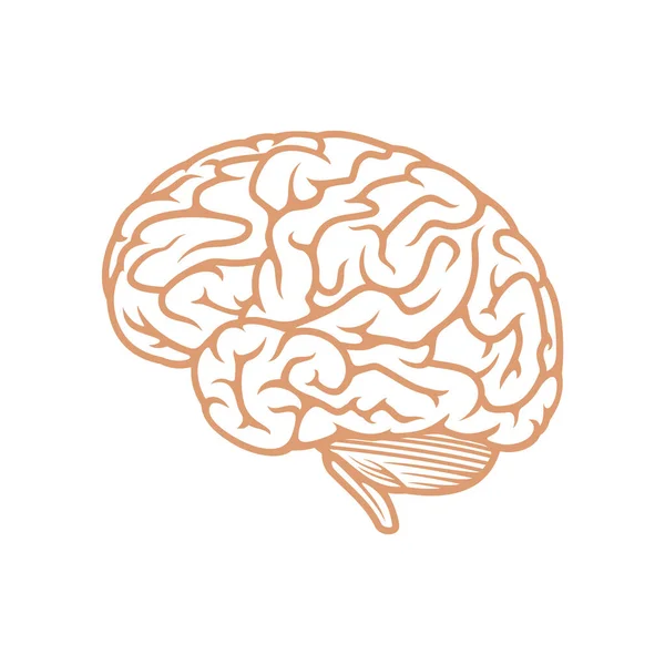 Icono Del Cerebro Anatomía Humana Ilustración Vectorial — Vector de stock