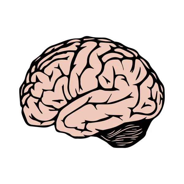 Människans Hjärnsymbol Vektor Illustration — Stock vektor