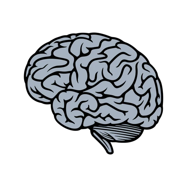 Ícone Cerebral Sistema Corpo Humano Tema Ciência Design Isolado Ilustração —  Vetores de Stock