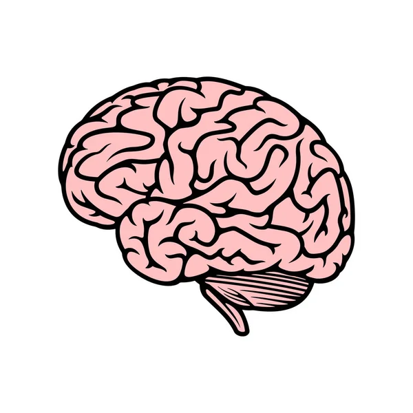 Icono Del Cerebro Sistema Del Cuerpo Humano Tema Ciencia Diseño — Vector de stock