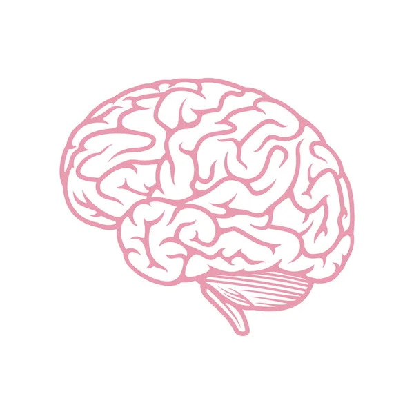Ícone Cerebral Anatomia Humana Ilustração Vetorial —  Vetores de Stock
