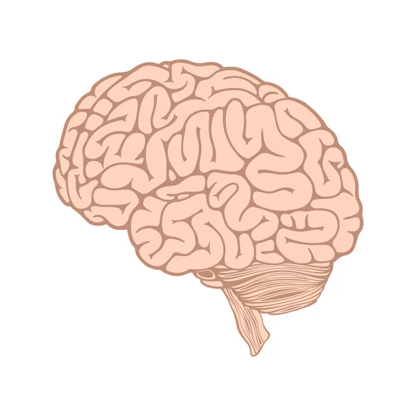 脳のアイコン ウェブのための人間の頭ベクトルのアイコンの3Dイラスト — ストックベクタ