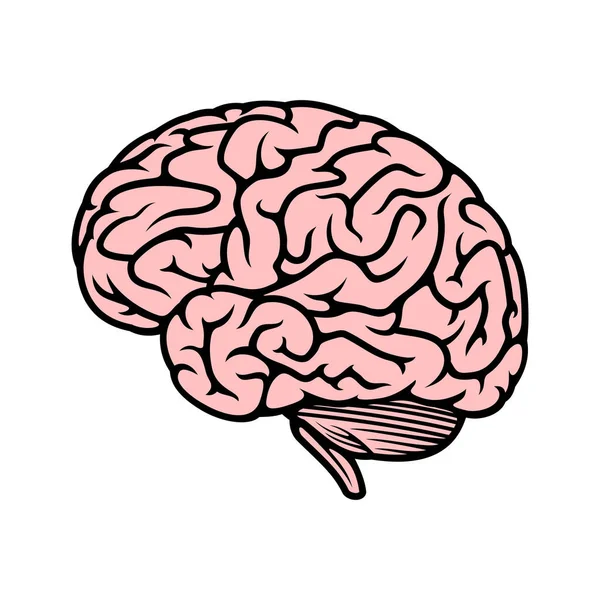Ícone Cerebral Sistema Corpo Humano Tema Ciência Design Isolado Ilustração —  Vetores de Stock