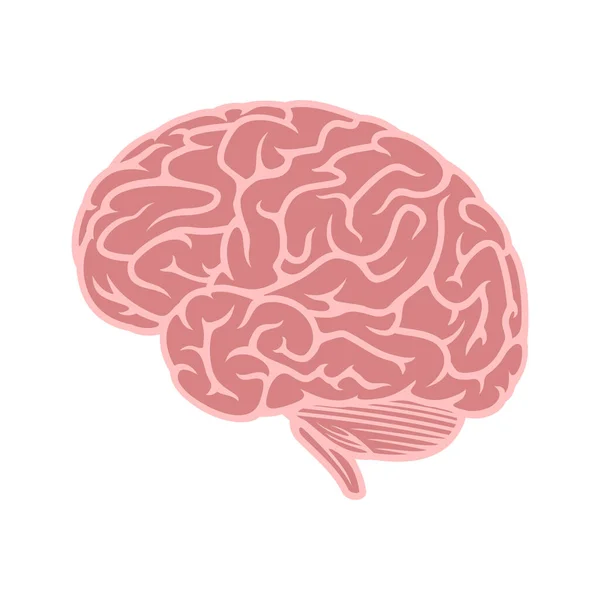 Icono Del Cerebro Anatomía Humana Ilustración Vectorial — Vector de stock