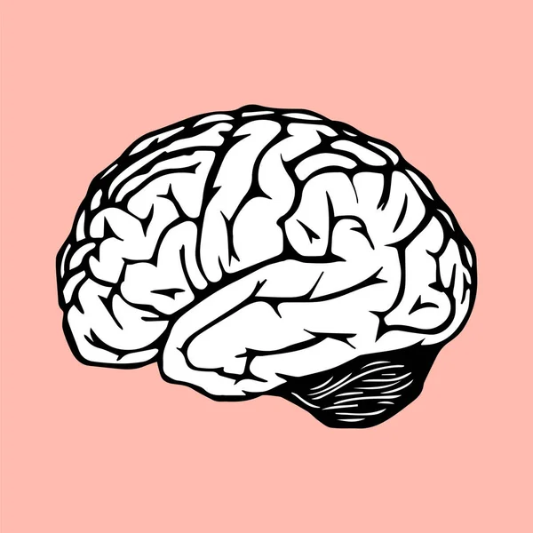 Icono Del Cerebro Anatomía Humana Ilustración Vectorial — Vector de stock