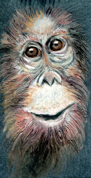 orangutana namlu.