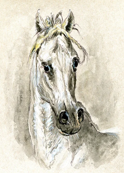 Лошадь. — стоковое фото