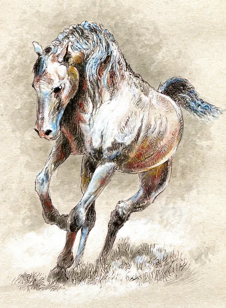 Häst. — Stockfoto