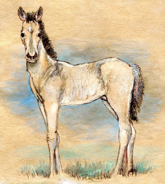 Foal. — Stock Photo, Image