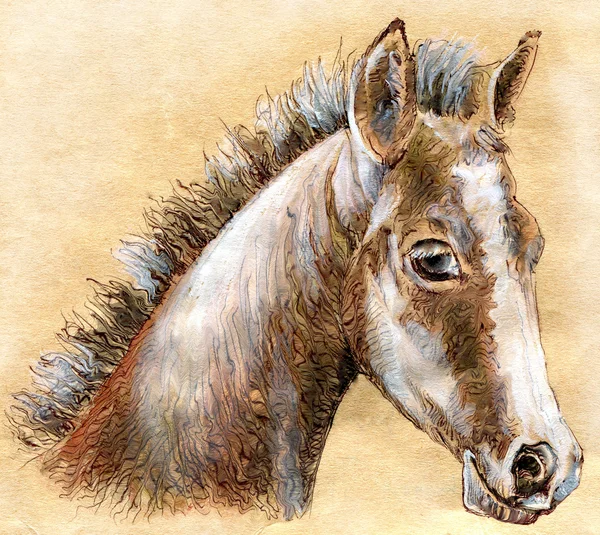 Head foal. — Stock Photo, Image