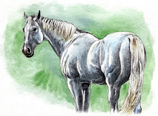 Caballo blanco . Imágenes de stock libres de derechos