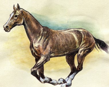 dört nala koşan at.