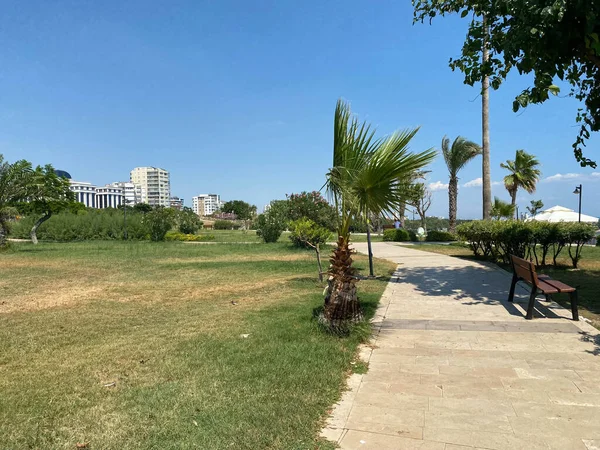 Güzel park ağaçların üzerinden mavi gökyüzü. resmi Bahçe.