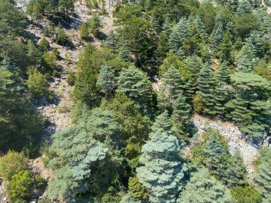 Ormanın bir yükseklikten görünümünü.