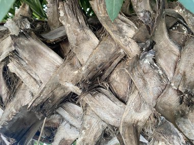 bir palmiye ağacının kabuğu yakın çekim.