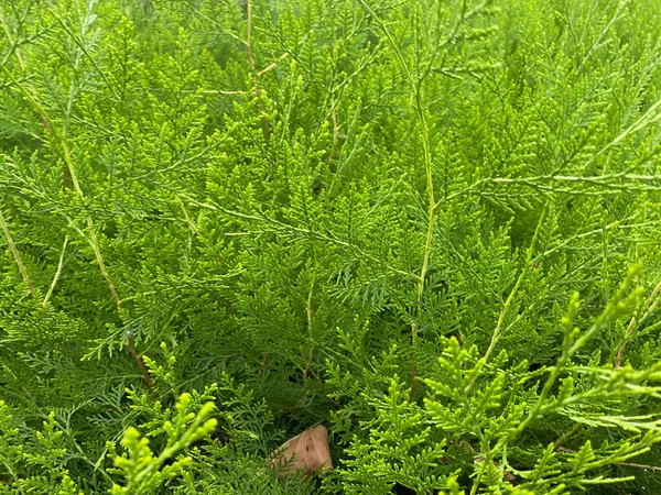 Świeże Zielone Tło Tekstury Krzewu — Zdjęcie stockowe
