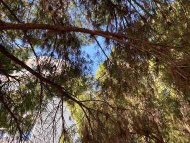 Güneş kozalaklı ağaç dallarının arasından parlar, köknar üzerine detaylar, ön planda palmiye, açık gökyüzü arkaplanı.