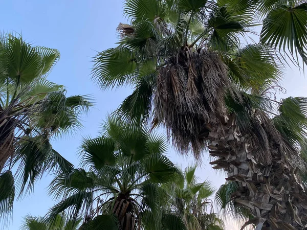 Daun Palem Hijau Pada Latar Langit Biru Cerah Dengan Ruang — Stok Foto