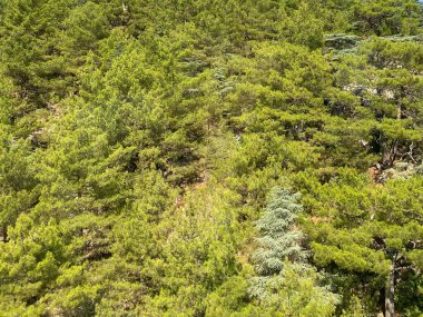 Kangchenjunga dağının yanındaki yeşil tepenin üzerinde bulutlar ve akşamları Hindistan 'ın kuzeyindeki Sikkim şehrinde görülen güneş ışığı olan ağaçlar var..