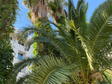 Hindistan cevizi ve ağaç fidanlığı arka plan için yazın yeşil ve mavi gökyüzünde.