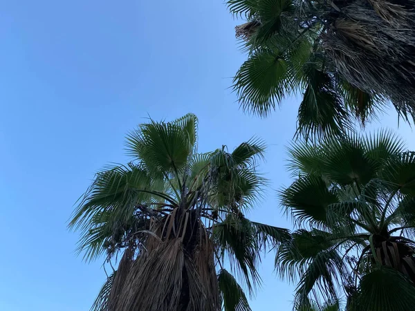 Palmier Tropical Avec Lumière Soleil Sur Fond Abstrait Ciel Bleu — Photo