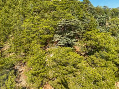 Orman Bitkisel Doku, Yeşil Ağaçlar Yukarıdan Görünüm.