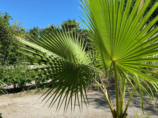 Green leaves of the small palm tree in the garden.