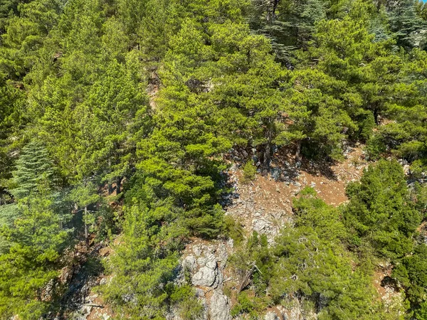 Luftaufnahme Von Üppig Grünen Bäumen Von Oben Tropischen Wald Nationalpark — Stockfoto
