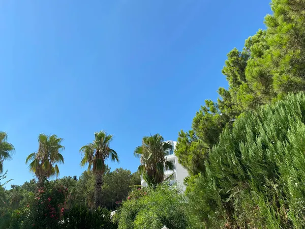 蓝天背景上的绿色棕榈树和树叶 — 图库照片